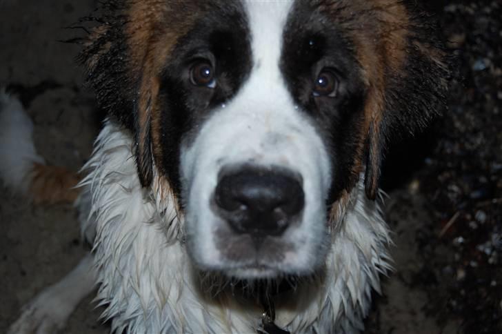 Sankt bernhardshund thor billede 2