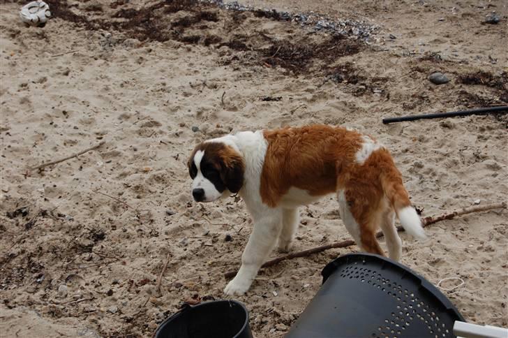 Sankt bernhardshund thor billede 3