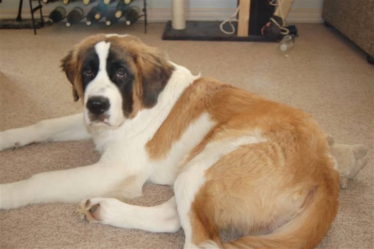 Sankt bernhardshund thor billede 4