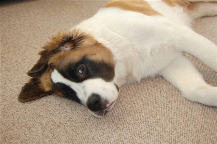 Sankt bernhardshund thor billede 5