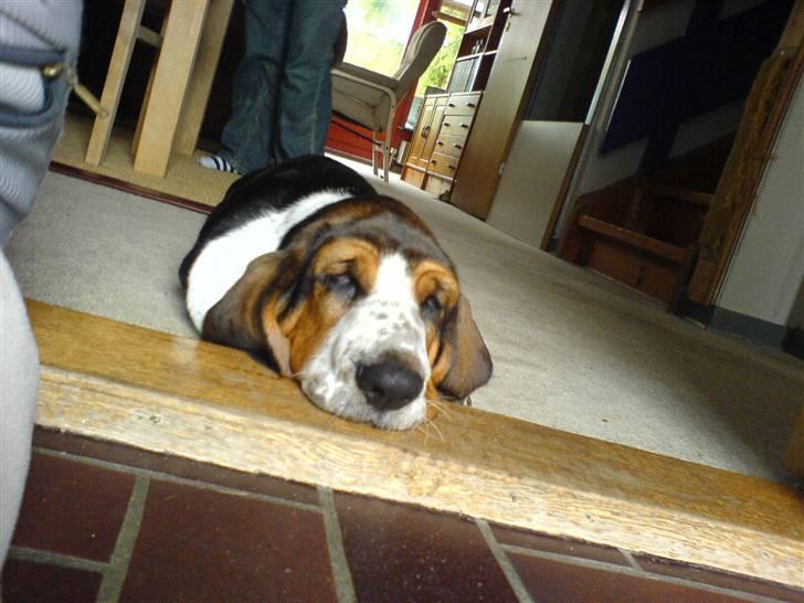 Basset hound bastian RIP <3 - jeg ligner en sæl nåår jeg sover ?? billede 8
