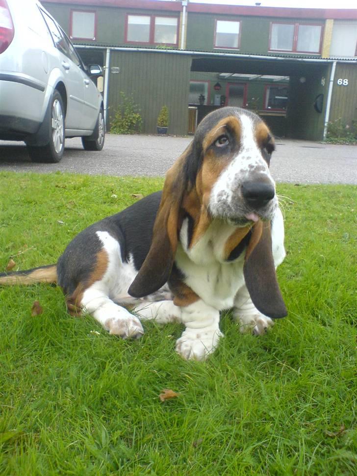 Basset hound bastian RIP <3 - miig som lille ..  billede 9