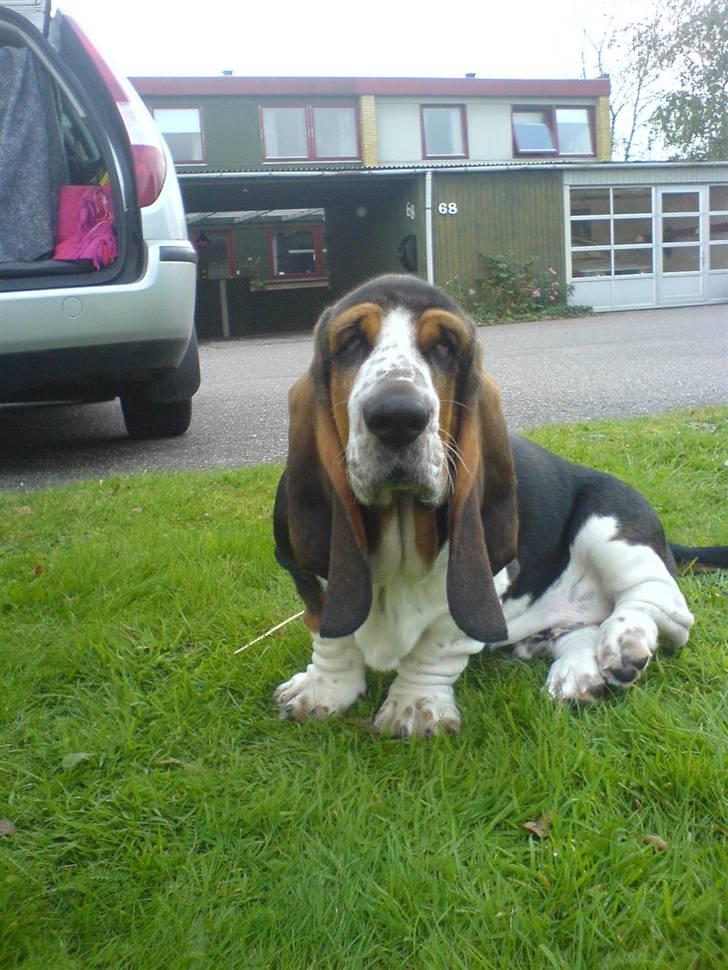 Basset hound bastian RIP <3 - hvaaad, siger du noget. ?? billede 10