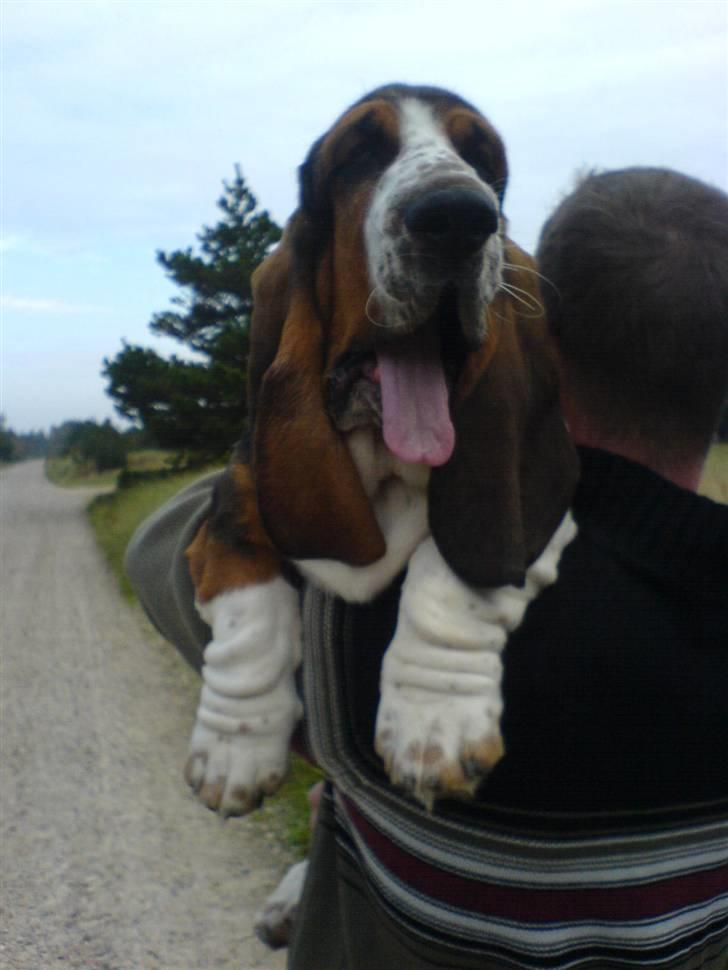 Basset hound bastian RIP <3 - uuha det var godt far kunne bære mig, var blevet for træt i de små ben,  billede 11