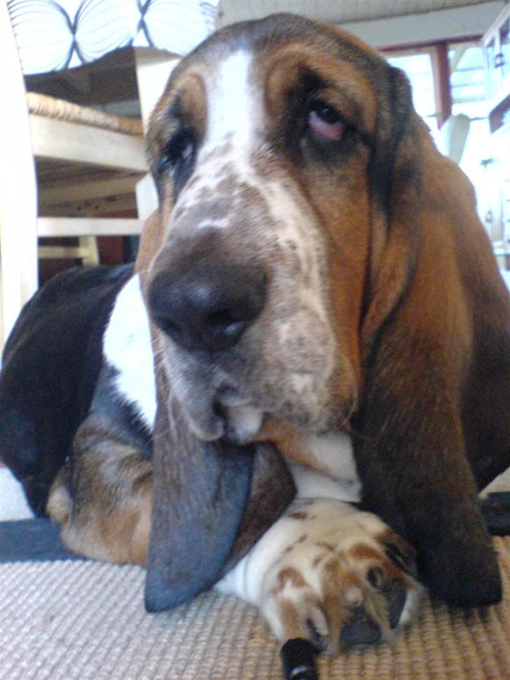 Basset hound bastian RIP <3 - hehe  billede 12