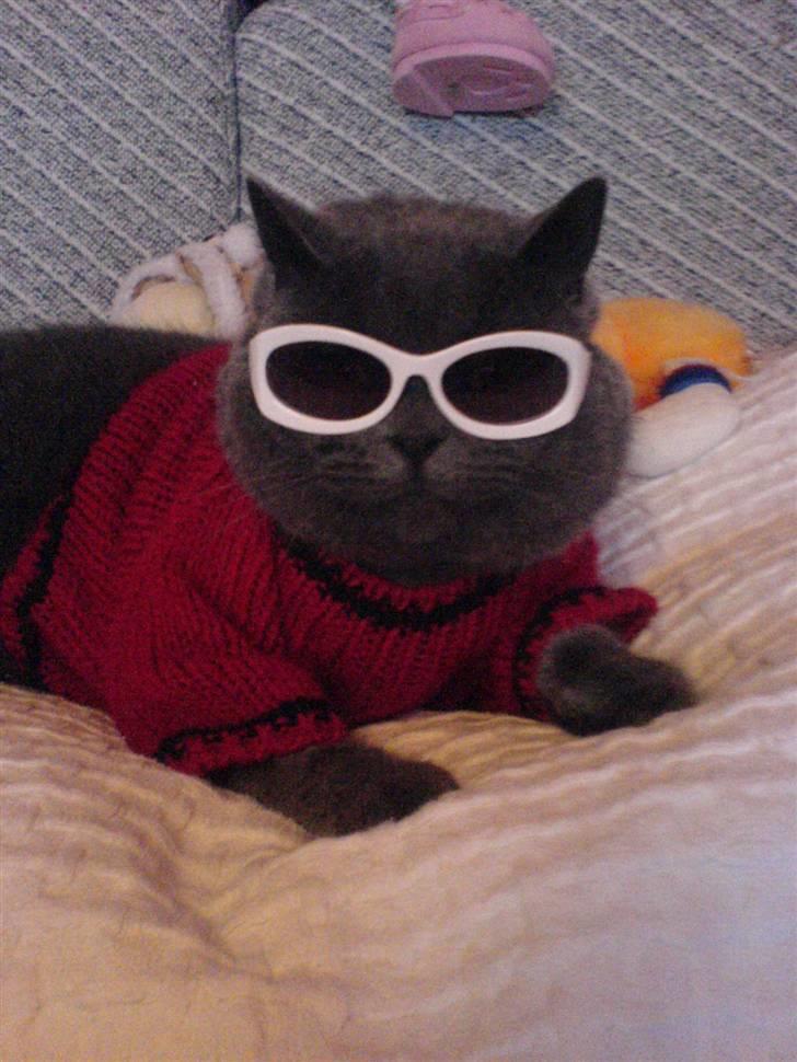 Basset hound bastian RIP <3 - vores meget søde kat, den eeeelsker at blive klædt ud hahah billede 13