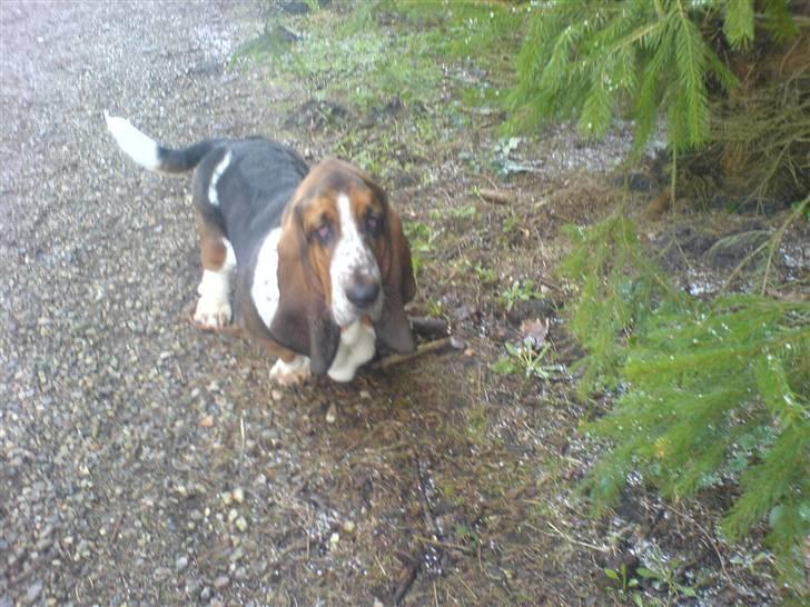 Basset hound bastian RIP <3 - mig i skoven  billede 14