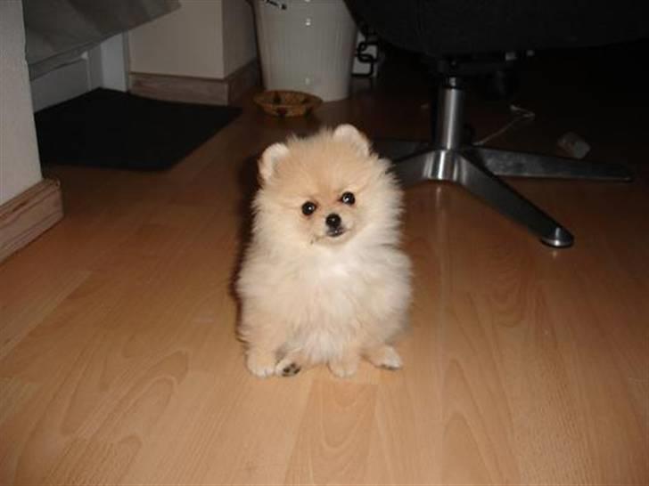 Pomeranian Pomzoo's Ice On Fire Amy billede 18