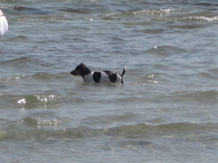 Dansk svensk gaardhund pjokke - pjokke elsker ture på stranden billede 1