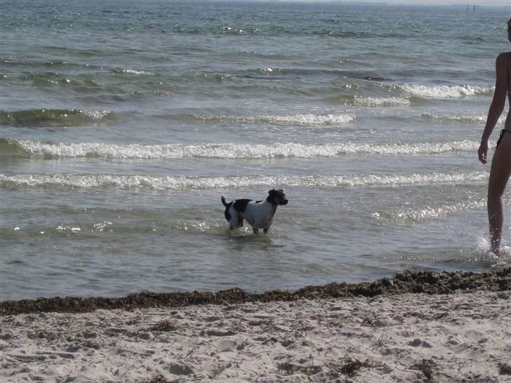 Dansk svensk gaardhund pjokke - men man vil gerne have nogen med at lege med billede 2