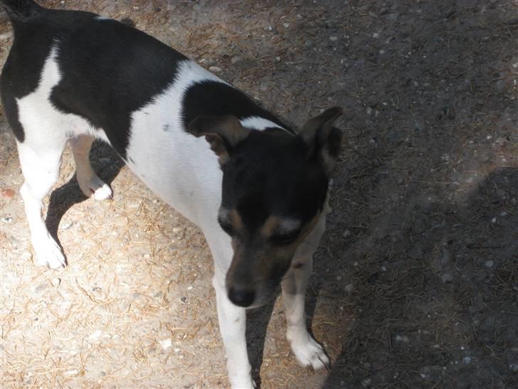 Dansk svensk gaardhund pjokke billede 3