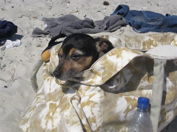 Dansk svensk gaardhund pjokke - men man blir så træt bagefter billede 4