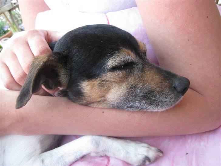 Dansk svensk gaardhund pjokke billede 5