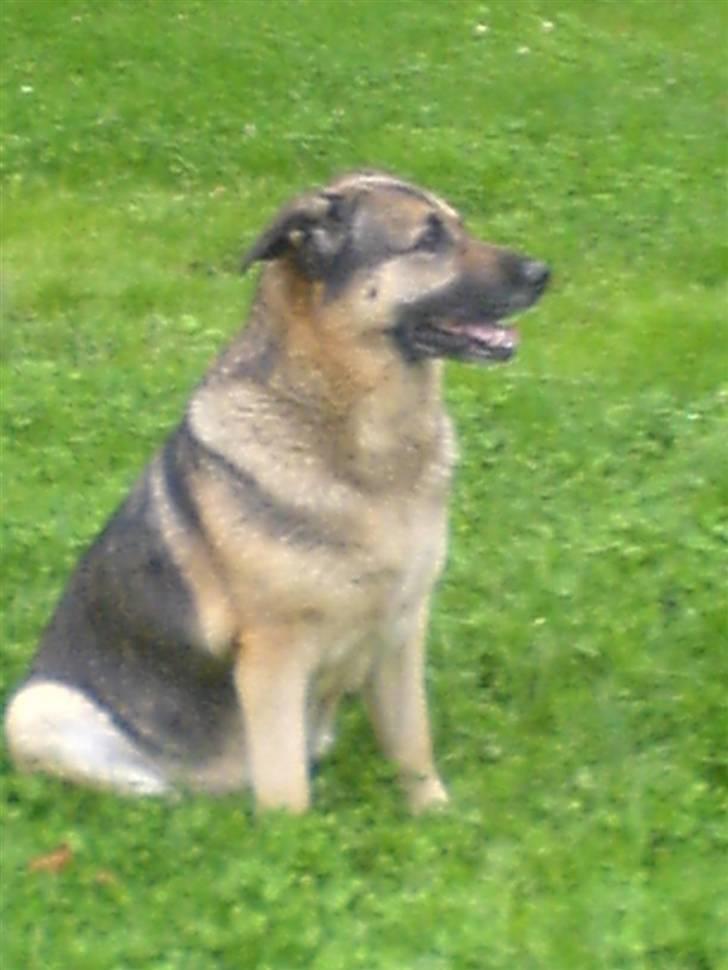 Schæferhund Bella R.I.P. [ 02-05-2010 ] - er jeg ikke bare pæn  billede 1