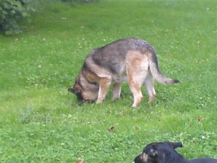 Schæferhund Bella R.I.P. [ 02-05-2010 ] - her graver jeg ( jeg har set en lækker spidsmus mumms) billede 2