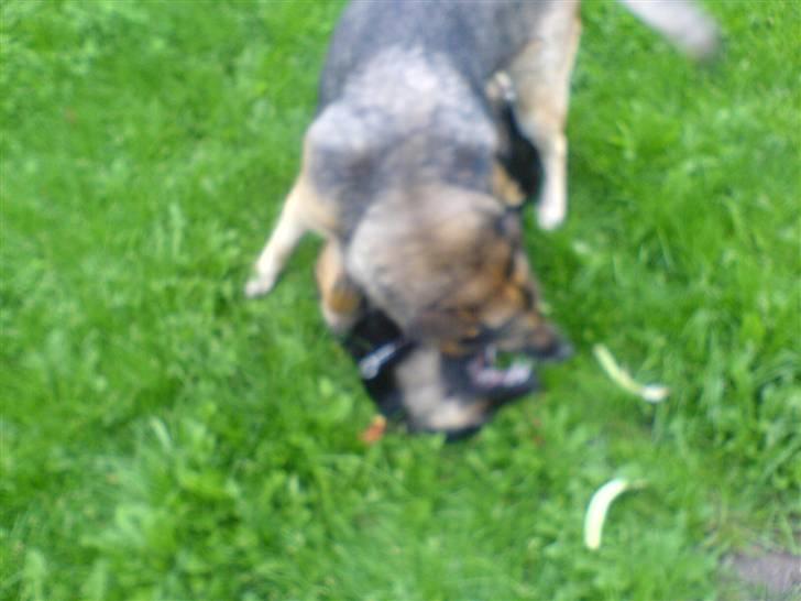 Schæferhund Bella R.I.P. [ 02-05-2010 ] - bella leger med fie billede 3