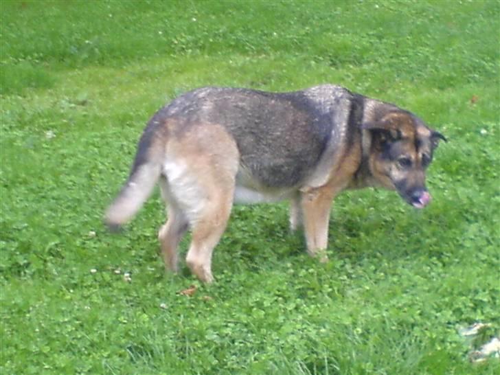Schæferhund Bella R.I.P. [ 02-05-2010 ] - bella billede 4
