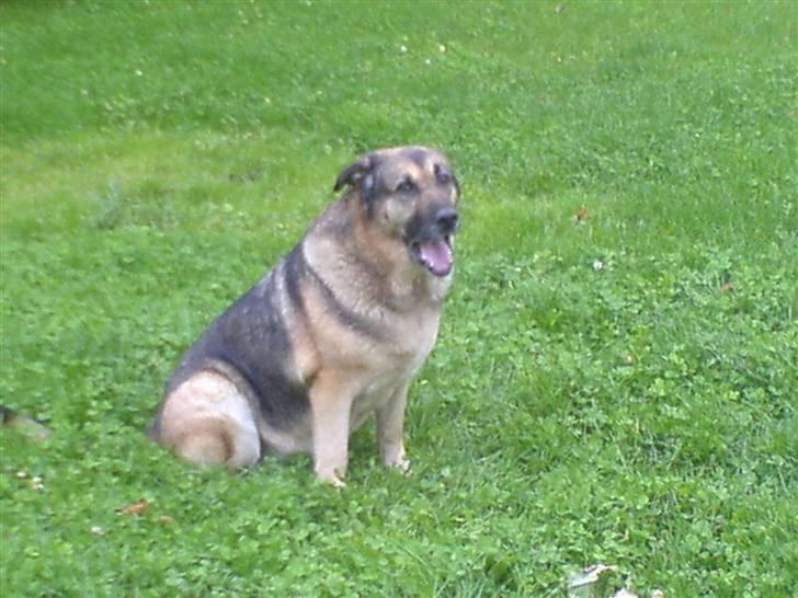 Schæferhund Bella R.I.P. [ 02-05-2010 ] - bella billede 5