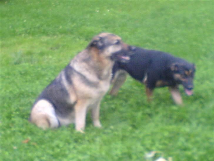 Schæferhund Bella R.I.P. [ 02-05-2010 ] - mig og fie min datter billede 6