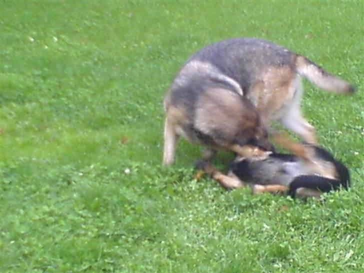Schæferhund Bella R.I.P. [ 02-05-2010 ] - her leger  jeg lige lidt med min datter billede 7