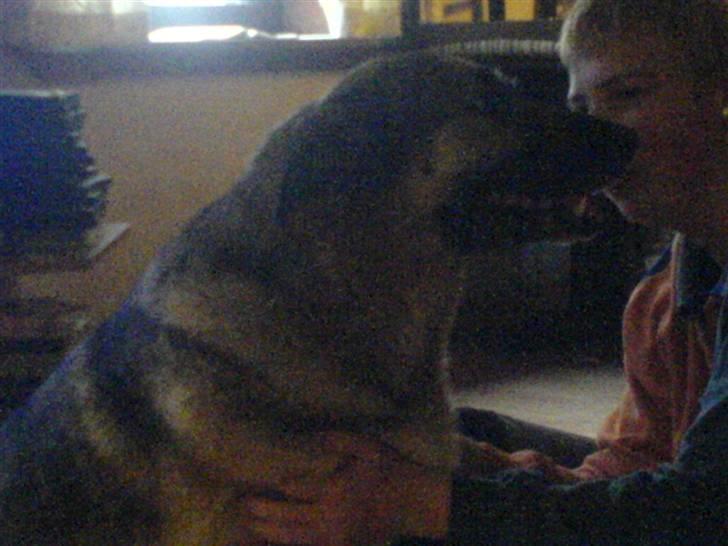 Schæferhund Bella R.I.P. [ 02-05-2010 ] - bella gir pote billede 8
