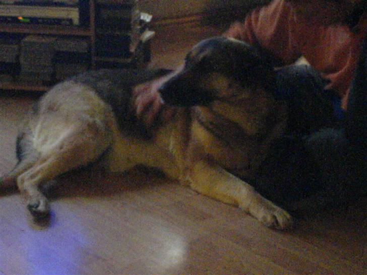 Schæferhund Bella R.I.P. [ 02-05-2010 ] - bella billede 9