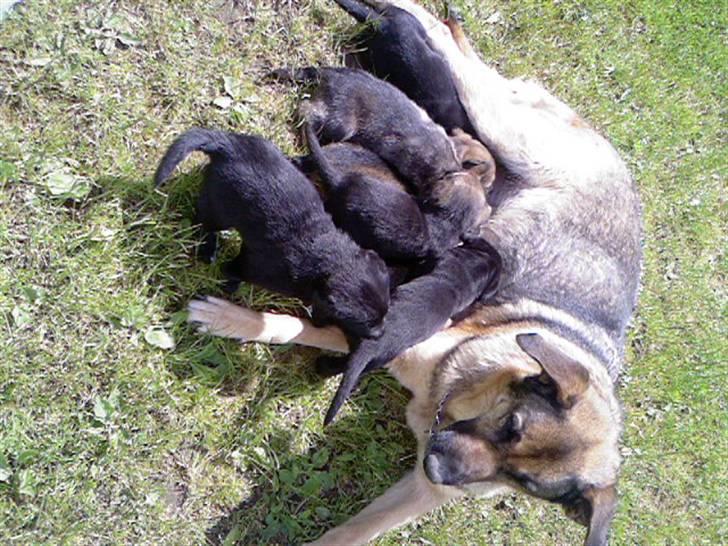 Schæferhund Bella R.I.P. [ 02-05-2010 ] - her ligger jeg med alle min 7 børn de to sidste er døde billede 10