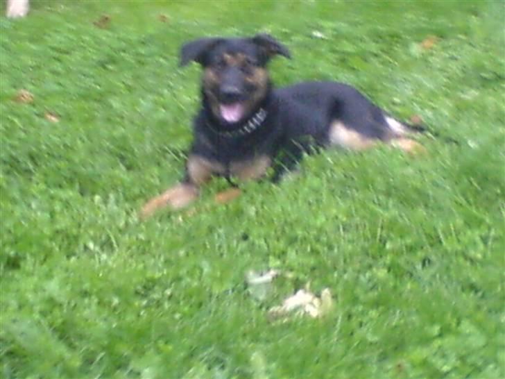 Blanding af racer fie  - fie billede 1