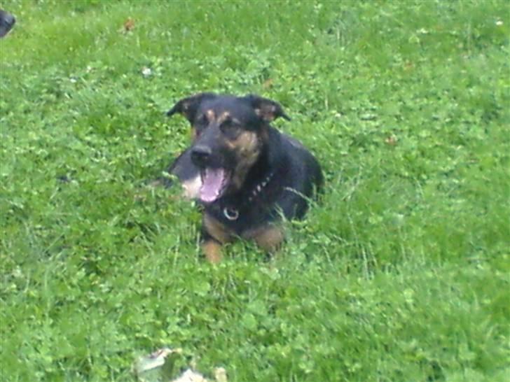 Blanding af racer fie  - uuhhh her slapper jeg af bare 2 sek billede 3