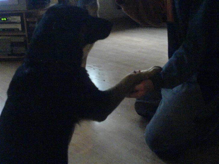 Blanding af racer fie  - fie gir pote billede 5