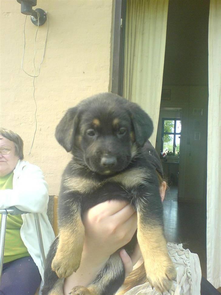 Blanding af racer fie  - også fie som lille billede 7