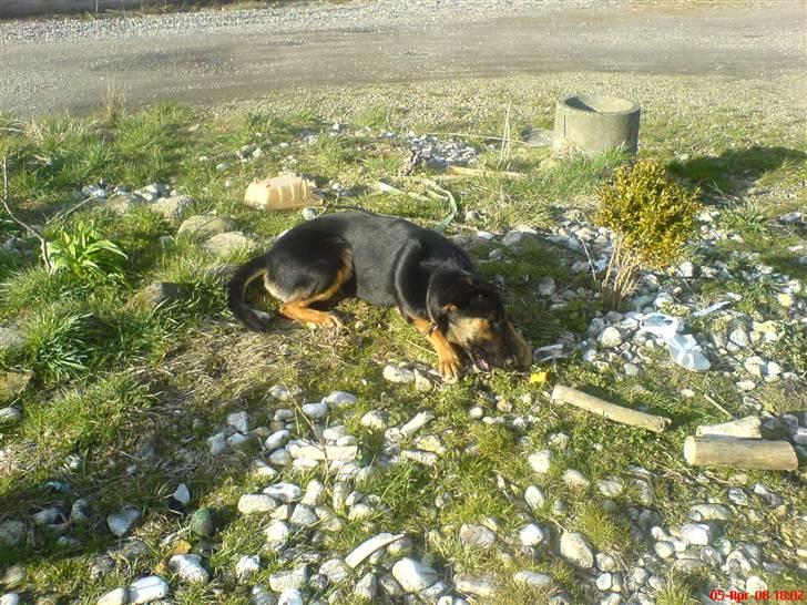 Blanding af racer fie  billede 8