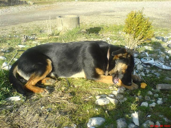 Blanding af racer fie  billede 9