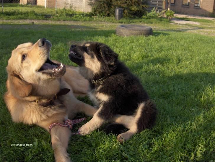 Tibetansk mastiff Himmelhund Tesla billede 11