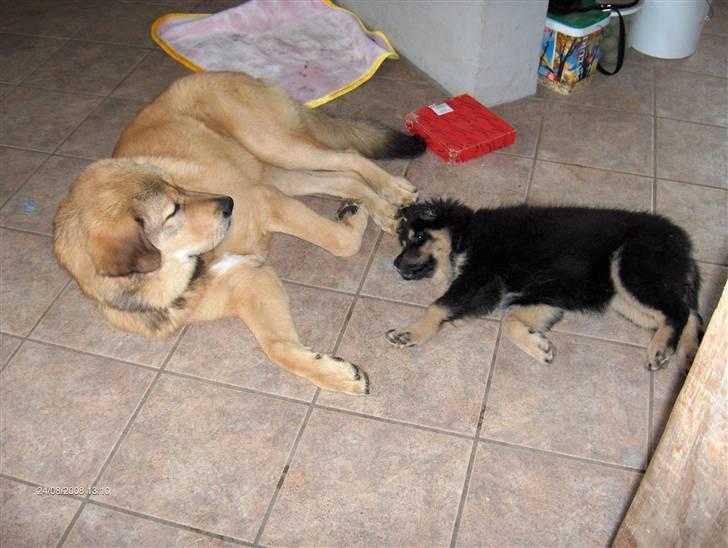 Tibetansk mastiff Himmelhund Tesla billede 12