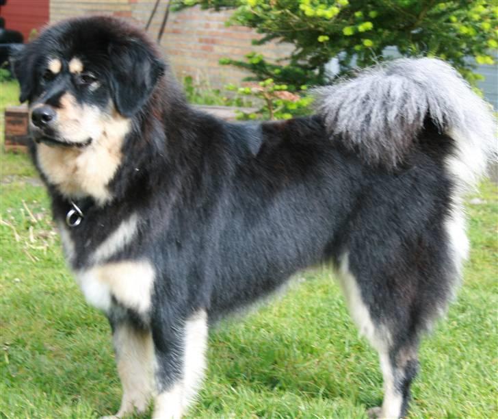 Tibetansk mastiff Himmelhund Tesla billede 13