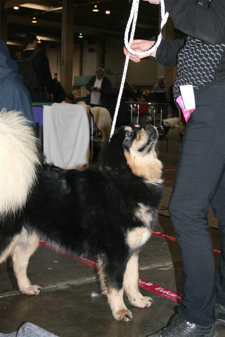 Tibetansk mastiff Himmelhund Tesla - Fredericia i februar.... Jeg gjorde "mor" stolt...*SS* billede 14