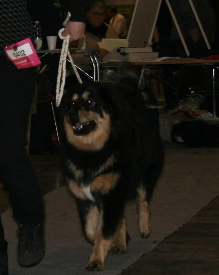 Tibetansk mastiff Himmelhund Tesla - Gider snart ikke løbe mere..... billede 15