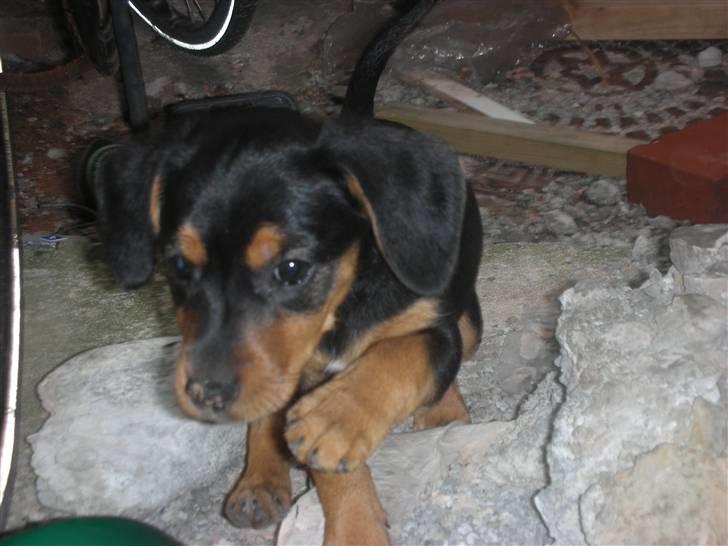 Blanding af racer Sussi - Sussi 8 uger billede 11