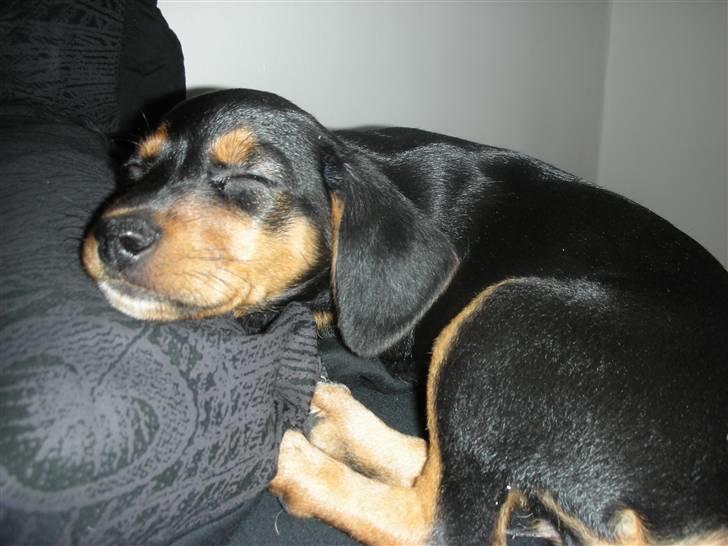 Blanding af racer Sussi - Sussi 9 uger billede 12