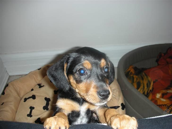 Blanding af racer Sussi - Sussi 9 uger billede 13