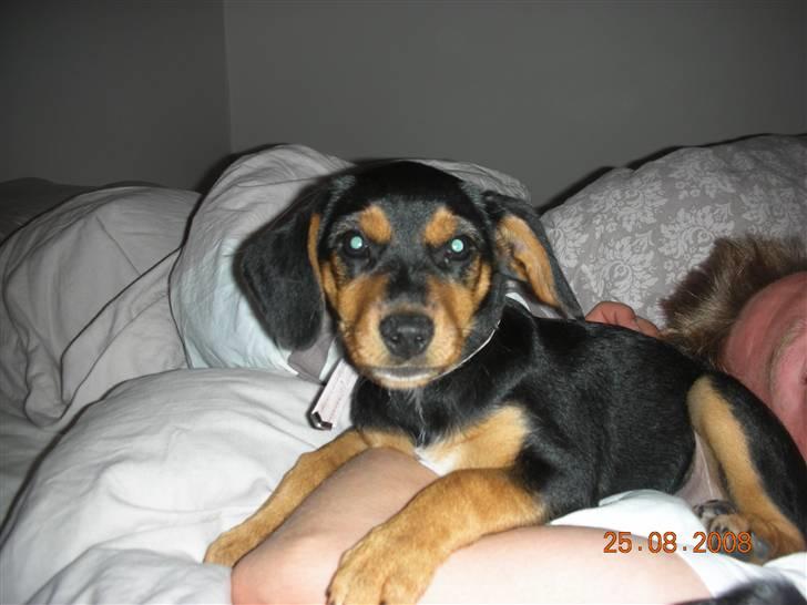 Blanding af racer Sussi - Sussi 11 uger billede 15