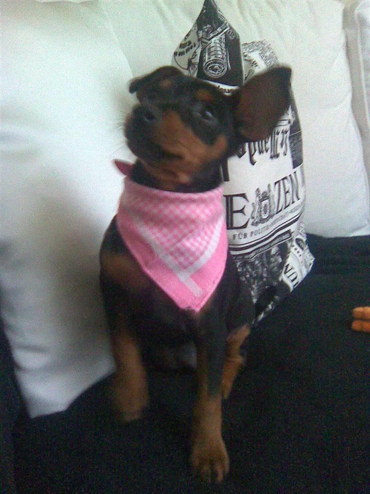 Dvaergpinscher tiny - min lille prinsesse billede 1