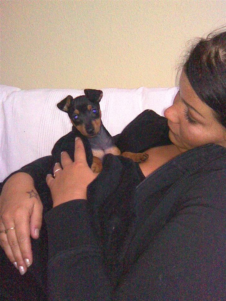 Dvaergpinscher tiny billede 2