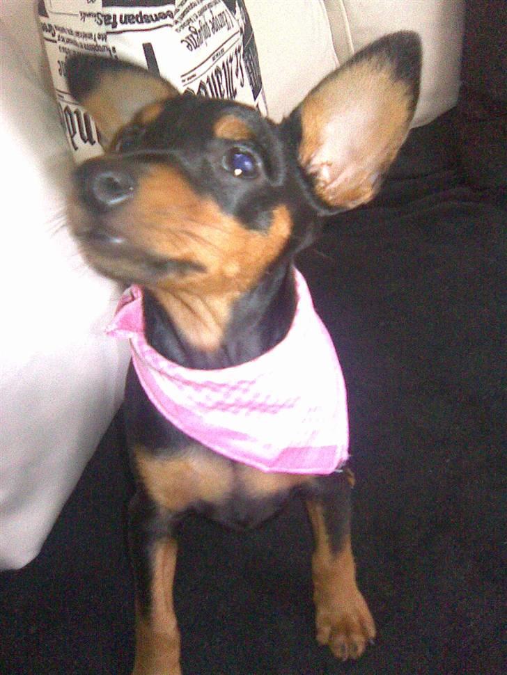 Dvaergpinscher tiny billede 3