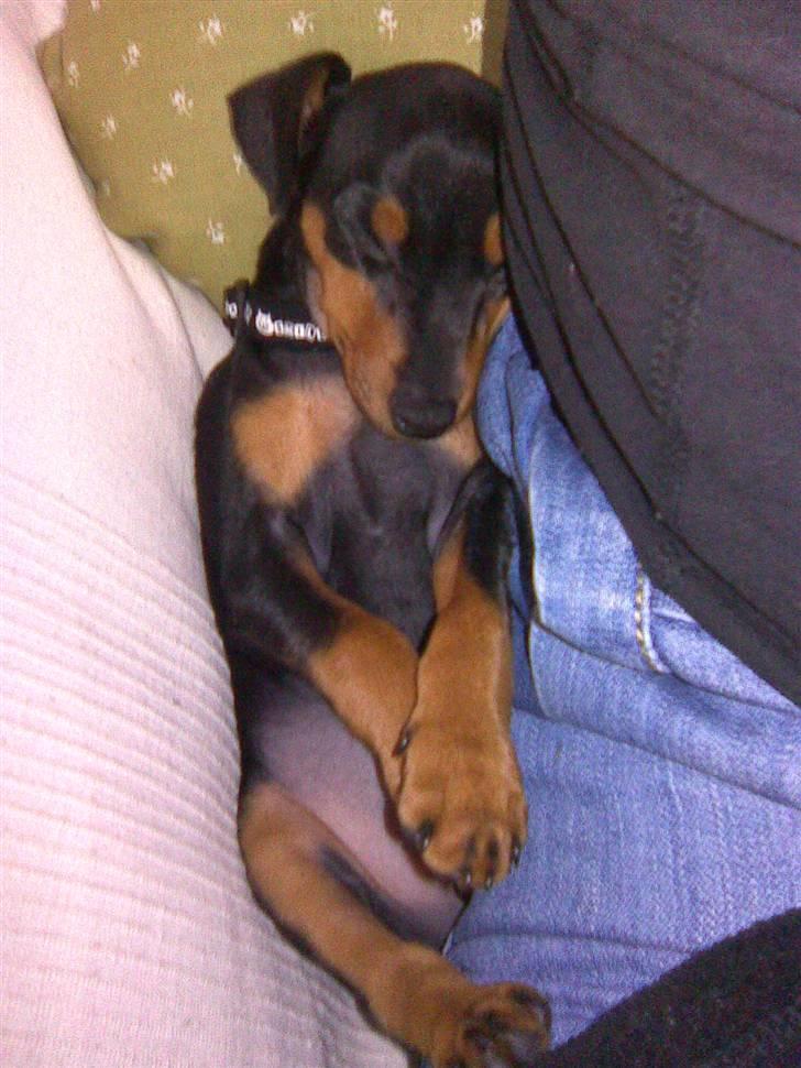 Dvaergpinscher tiny billede 4