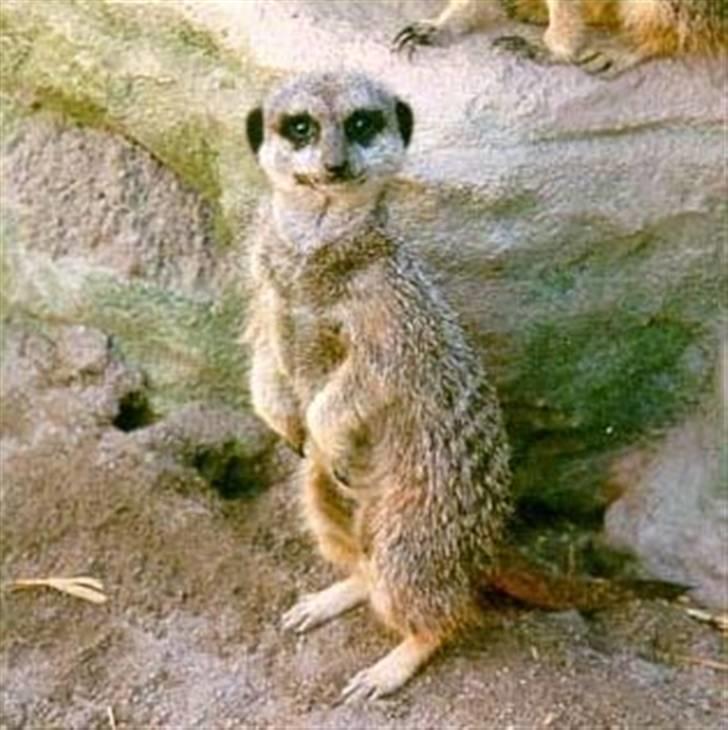 Chihuahua Mischa billede 20