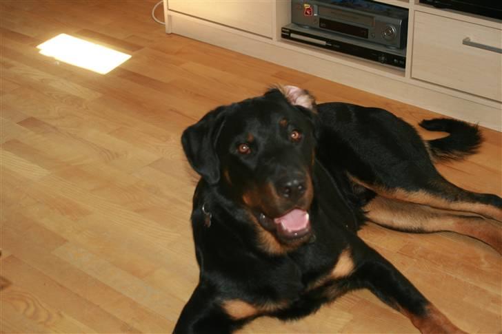 Beauceron Bailey billede 1
