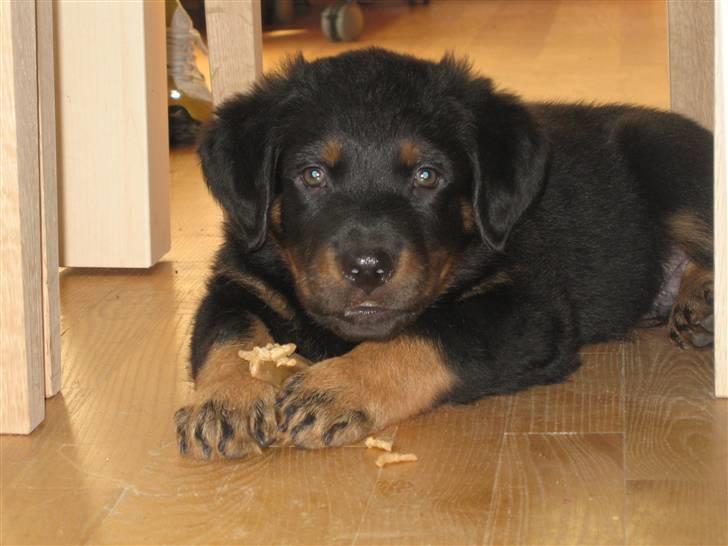 Beauceron Bailey billede 2