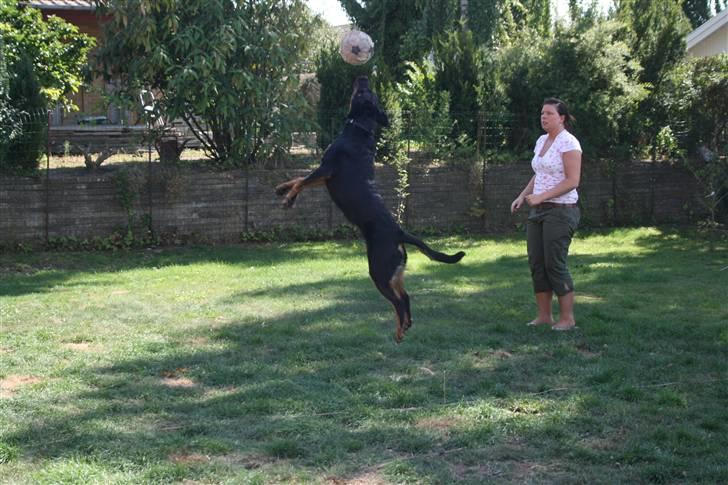 Beauceron Bailey billede 3